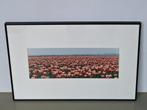 kunstfoto Elly Valkering Limmen tulpen bollenveld gesigneerd, Verzamelen, Foto's en Prenten, Natuur, 1980 tot heden, Foto, Ophalen of Verzenden