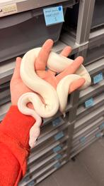 0.1 ivory orange dream mojave ball python, Dieren en Toebehoren, Reptielen en Amfibieën, Slang, 0 tot 2 jaar