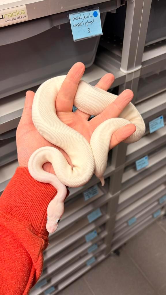 0.1 ivory orange dream mojave ball python