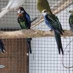 Te koop Adelaide  Bleekkop en Zwarte Rosella, Dieren en Toebehoren, Vogels | Parkieten en Papegaaien, Mannelijk, Parkiet, Geringd