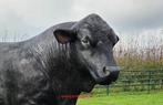 Angus stier   .... Spaanse stier ... Rode stier, Ophalen of Verzenden, Nieuw, Kunststof, Dierenbeeld