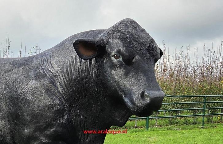 Angus stier   .... Spaanse stier ... Rode stier, Tuin en Terras, Tuinbeelden, Nieuw, Dierenbeeld, Kunststof, Ophalen of Verzenden