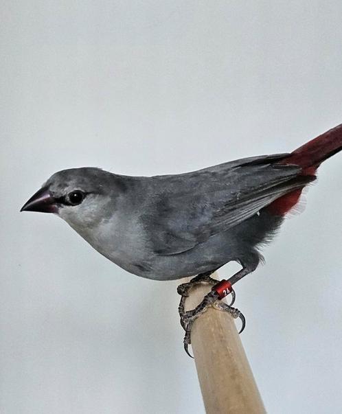 Gezocht man Lavendel Astrilde / blauwgrijs roodstaartje, Dieren en Toebehoren, Vogels | Overige Vogels, Tropenvogel, Mannelijk