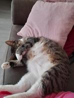 Billy zoekt een nieuw huisje met spoed!, Dieren en Toebehoren, Katten en Kittens | Overige Katten, Kater, 6 jaar of ouder
