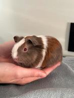Laatste 2 schattige jonge Cavia beertje en zeugje!, Dieren en Toebehoren, Cavia, Meerdere dieren, Tam, Oktober