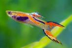 Endler Poeciia Wingei (Trio voor 3euro), Dieren en Toebehoren, Vissen | Aquariumvissen, Vis