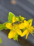 Sint Janskruid. Gifvrij gekweekt. Bijenplant. Vlinderplant, Ophalen, Zomer, Overige soorten, Volle zon