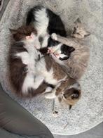 Ragdoll kittens katers alle kleuren raskat kitten zeer lief, Dieren en Toebehoren, Kater, Gechipt, 0 tot 2 jaar
