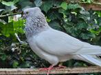 Perzische hoogvliegers (duiven), Dieren en Toebehoren, Vogels | Duiven, Meerdere dieren, Overige soorten