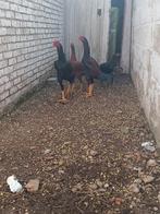 Shamo koppel, Dieren en Toebehoren, Meerdere dieren, Gans of Zwaan