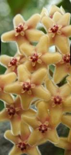 Hoya Flavida, In pot, Minder dan 100 cm, Bloeiende kamerplant, Halfschaduw