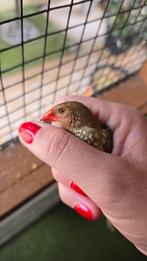2 jonge binsenastrildes mannen, Dieren en Toebehoren, Mannelijk