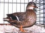 Kwaker eenden te koop, Dieren en Toebehoren, Meerdere dieren, Eend