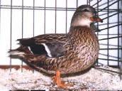 Kwaker eenden te koop, Dieren en Toebehoren, Pluimvee, Eend, Meerdere dieren