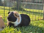 Leuk beertje Finn, Dieren en Toebehoren, Mei, Mannelijk, Cavia