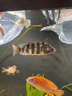 Placidochromis johnstoni Solo malawi cichlide, Dieren en Toebehoren, Vissen | Aquariumvissen, Vis, Zoetwatervis