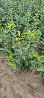Laurier genolia 80-100 / 100-120 cm smalblijvend, Tuin en Terras, Ophalen of Verzenden, Laurier, Haag, 100 tot 250 cm