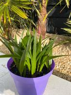 Trachycarpus Fortunei palmen, Ophalen, Overige soorten, Volle zon