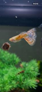 Albino silverado pink mosaic
100% zuiver ras, Dieren en Toebehoren, Vissen | Aquariumvissen, Vis