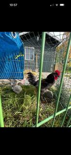 Zwarte Haan te ruil gratis Black Copper Marans Maran, Ophalen, Nieuw