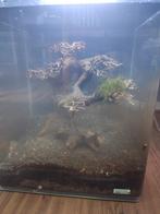 Nanocube + xl Bonsai + garnalen kweekgroep + twinstar, Ophalen, Zo goed als nieuw, Gevuld zoetwateraquarium