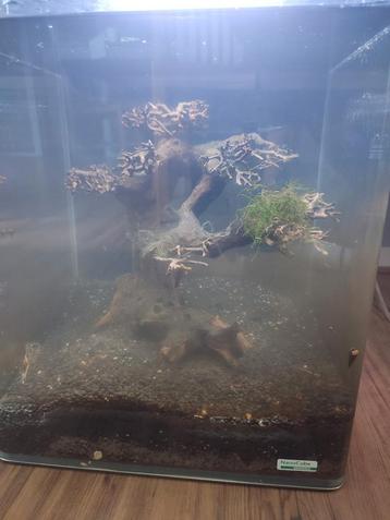 Nanocube + xl Bonsai + garnalen kweekgroep + twinstar beschikbaar voor biedingen