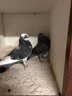 Kroppers bastaard piepers, Meerdere dieren
