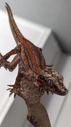 Gargoyle Gekko man Red/orange stripe, Dieren en Toebehoren, Reptielen en Amfibieën, Overige soorten, 0 tot 2 jaar