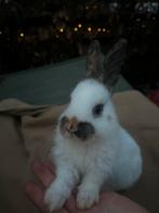 2 rijnlander rammetjes, Dieren en Toebehoren, Konijnen, Mannelijk, Middelgroot, 0 tot 2 jaar