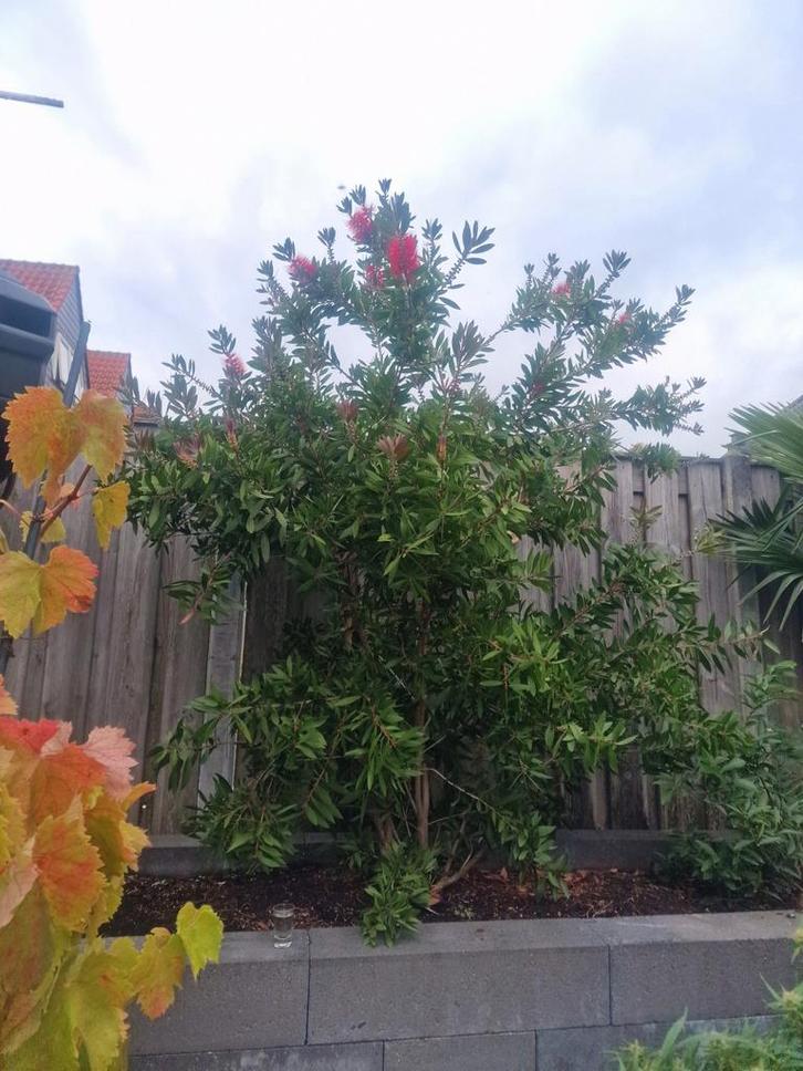 Lampenpoetser - Callistemon - 180cm Hoog, Tuin en Terras, Planten | Tuinplanten, Vaste plant, Overige soorten, Volle zon, Zomer