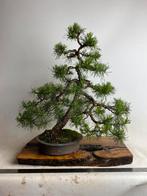 Pinus sylvestris yamadori bonsai, Tuin en Terras, Planten | Bomen, Ophalen, Overige soorten