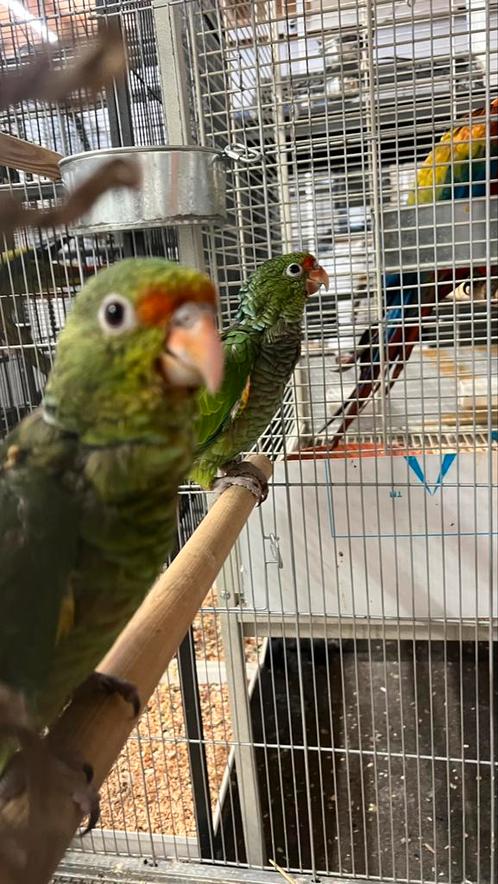 Amazone Wijnborstamazone Süper Tamme Baby 2025, Dieren en Toebehoren, Vogels | Parkieten en Papegaaien, Meerdere dieren, Pratend