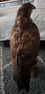 Taxidermie,Taxidermy Opgezette "buizerd", Verzamelen, Dierenverzamelingen, Ophalen of Verzenden, Zo goed als nieuw, Vogel, Opgezet dier
