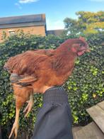 Jonge hanen | kruising Legkip met Welsumer x Barnevelder, Dieren en Toebehoren, Pluimvee, Mannelijk, Kip
