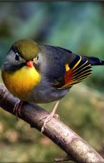 Gezocht koppel japanse nachtegalen in overijssel, Dieren en Toebehoren, Vogels | Overige Vogels, Meerdere dieren, Tropenvogel