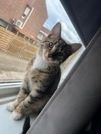 Lieve Kitten/Poes 20 weken, Dieren en Toebehoren, Katten en Kittens | Raskatten | Korthaar, Poes, Gechipt, 0 tot 2 jaar