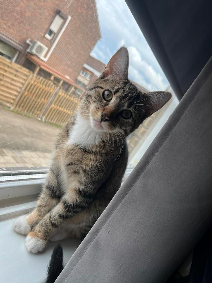 Lieve Kitten/Poes 20 weken, Dieren en Toebehoren, Katten en Kittens | Raskatten | Korthaar, Poes, 0 tot 2 jaar, Gechipt, Ontwormd