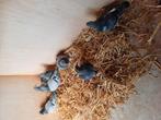 Jonge duiven, Meerdere dieren