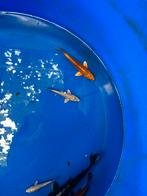 Verschillende koi butterfly kohaku vissen ginrin yamabuki, Dieren en Toebehoren, Vissen | Vijvervissen, Karper of Koi