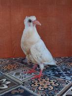 Snowflake zoekt een goed tehuis, Geslacht onbekend, Overige soorten