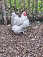 Orpington haan, Dieren en Toebehoren, Pluimvee, Mannelijk, Kip