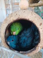 2 Catharina parkieten, Dieren en Toebehoren, Meerdere dieren, Parkiet