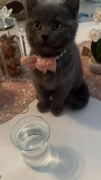 Britse korthaar kittens kater te koop, Dieren en Toebehoren, Katten en Kittens | Raskatten | Korthaar, Kater
