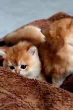 Britse korthaar kittens, Dieren en Toebehoren, Katten en Kittens | Raskatten | Korthaar, Meerdere dieren