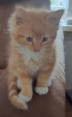 Nog 2 prachtige Maincoon kittens, Meerdere dieren, Gechipt