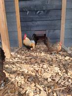 Broedeieren Hollandse kriel, Geslacht onbekend, Kip