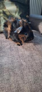Mooie jonge Borstel/Teddy cavia zeugjes, Cavia, Juni, Vrouwelijk, Tam