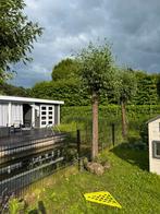 Knotwilg bomen 3x, Tuin en Terras, Planten | Bomen, Ophalen, Volle zon, Overige soorten