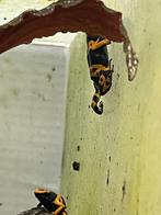 Dendrobates leucomelas, Dieren en Toebehoren, Reptielen en Amfibieën, Schildpad, 0 tot 2 jaar