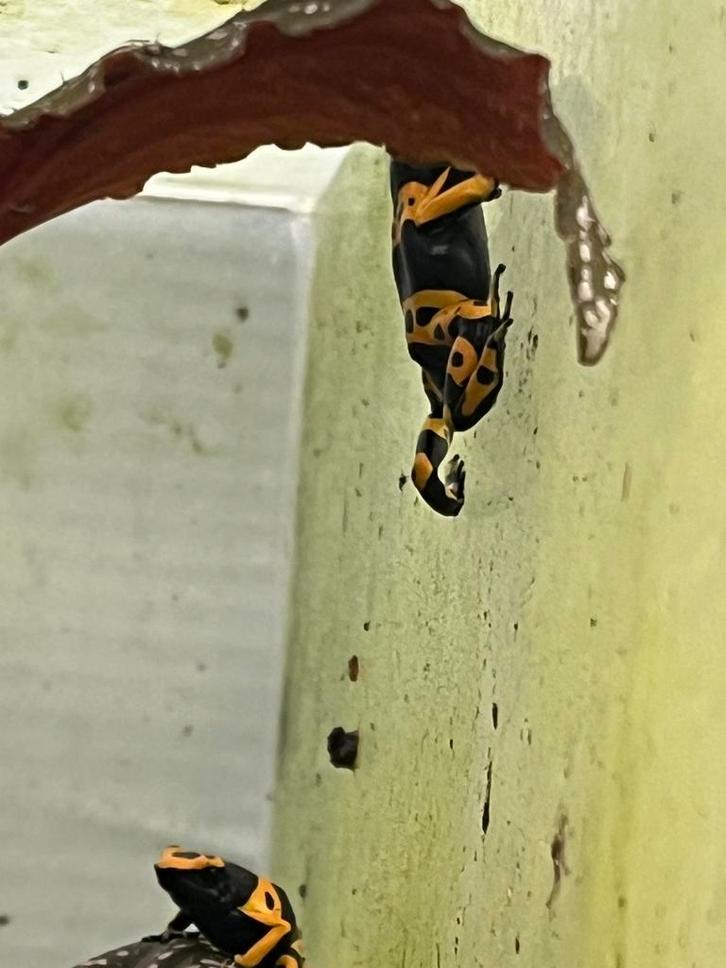 Dendrobates leucomelas